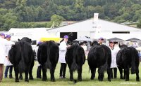 Best Group of 5 Reserve to Limousin.jpg